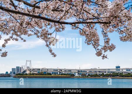 spring sakura flower with rainbow bridge in Odaiba, Tokyo, Japan Stock Photo