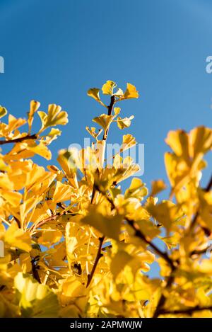 Golden ginkgo biloba leaves on tree branches in sunshine against clear blue sky. Yellow tree in a Chinese garden Stock Photo
