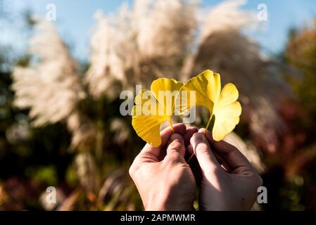 Couple in love holding with hands two yellow ginkgo biloba autumn leaves in garden. Ying yang symbol Stock Photo