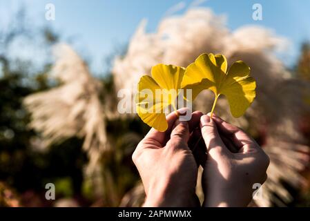 Couple in love holding with hands two golden ginkgo biloba autumn leaves in garden. Ying yang symbol Stock Photo