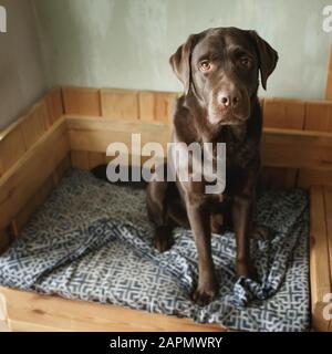 Brown chocolate labrador retriever sitting sadly on his dog bed, looking at camera, full height Stock Photo
