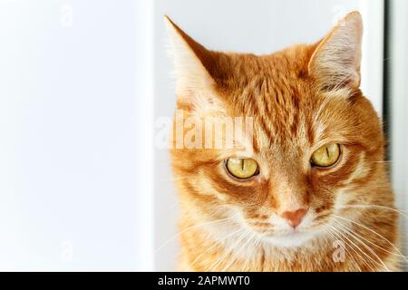 Cute young ginger cat close-up portrait, animal at home, white background Stock Photo