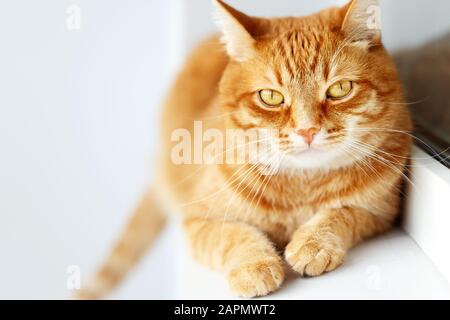 Sunny cute young ginger cat lying, white background, domestic animals