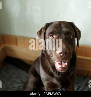 Brown chocolate labrador retriever sitting sadly on his dog bed alone, looking at camera, close-up Stock Photo