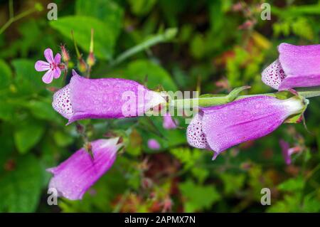 Detail of Wet Purple Foxglove Flowers Stock Photo