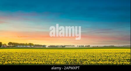 Yellow tulips in bloom, flowers field cultivation field in spring at sunset. Trees on background. Keukenhof, Holland or Netherlands, Europe. Stock Photo