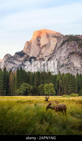 Vertical picture of deers surrounded by greenery and rocks in the Yosemite Valley in the USA Stock Photo