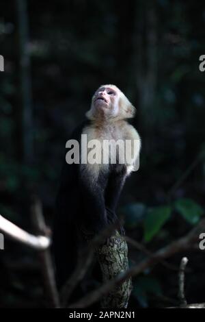 Vertical closeup shot of a Capuchin monkey sitting on a branch while looking up Stock Photo