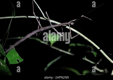 Night shot of a brown walking stick perched on a thin branch Stock Photo