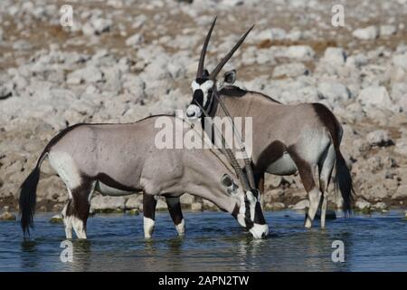 Closeup shot of two gemsboks drinking and standing in a waterhole in Namibia
