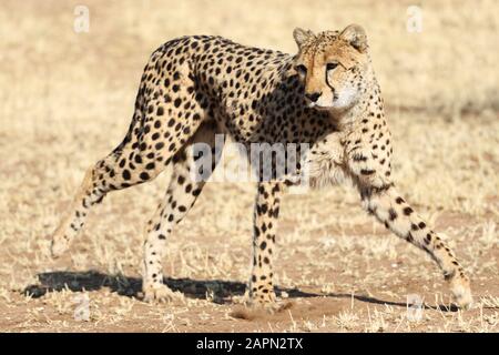 Closeup shot of a cheetah springing into action Stock Photo