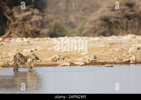 Panoramic shot of a hyena stretching in a waterhole Stock Photo