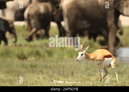 Selective focus closeup shot of a young gemsbok standing  with a herd of elephants in the background
