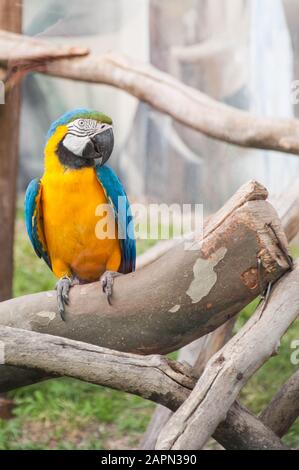 Yellow Ara parrot sitting on a branch in a cage, animal protection Stock Photo