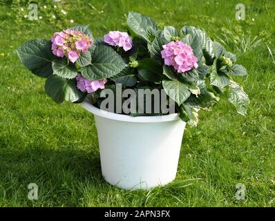 Pink hydrangea in a white pot outdoor Stock Photo
