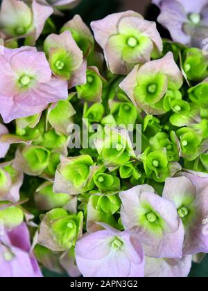 Closeup on pink mophead flower Hydrangea macrophylla Stock Photo