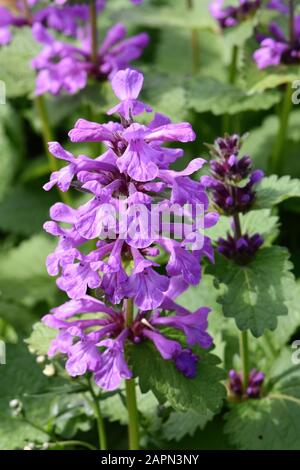 Big Betony hegdenettle Stachys macrantha flowering in a garden Stock Photo