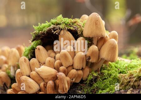 Selective focus shot of mushrooms growing on a mossy ground Stock Photo