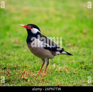 Closeup shot of a cute small bird standing on the grassy ground with blurred background Stock Photo