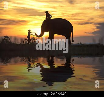 Elephant and child on bicycle during sunset, Silhouette Elephant on sunset,Thailand Stock Photo