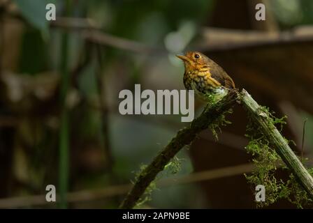 Ochre-breasted Antpitta - Grallaricula flavirostris, small l shy hidden bird from Andean forests, Mindodor. Stock Photo