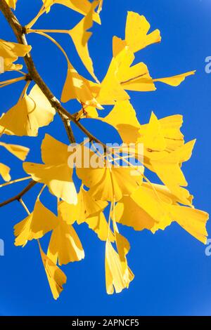 Ginkgo biloba in autumn, Arboretum national des Barres, France Stock Photo