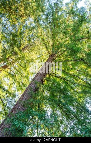Sequoia sempervirens, Arboretum national des Barres Stock Photo