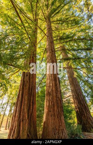 Sequoia sempervirens, Arboretum national des Barres Stock Photo