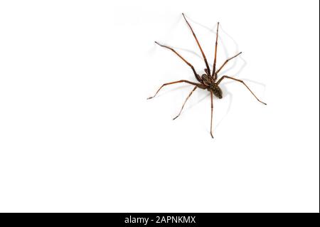 European common house spider (Tegenaria atrica / Philoica atrica) male  against white background Stock Photo - Alamy