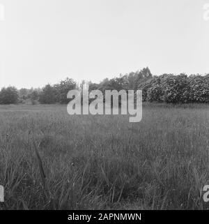 nature reserves, CRM, Roorda, Sbb Date: June 26, 1973 Location: Drachten Keywords: nature reserves Personal name: CRM, Roorda, Sbb Stock Photo