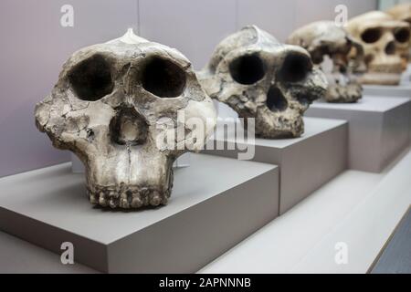 Barcelona, Spain - Dec 27th 2019: Human evolution from australopithecus to neanderthalensis. Catalan Museum of Archaeology, Barcelona, Spain