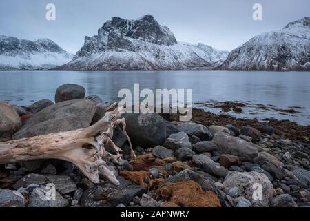 View over Bergsfjord in Winter with mountain Finnkona in background and grey rocks, stones and treetrunk in foreground on cloudy evening, Senja Norway Stock Photo