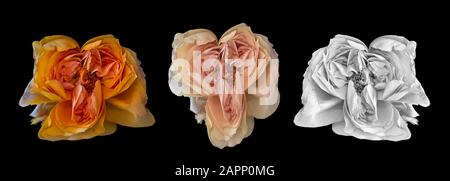 Surrealistic collage of three aged rose blossoms, vintage fantasy painting style on black background Stock Photo