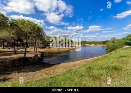 Spring forest landscape with water and trees Stock Photo - Alamy