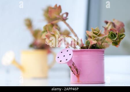 Small ornamental plant in a watering can sitting in the window Stock Photo