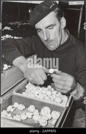 Ex-oyster growers from Yerseke collect first mushroom harvest. [Grower name: Marinus de Munck] Date: 19 February 1964 Location: Yerseke, Zeeland Keywords: mushrooms, horticulture Personal name: Munck Marinus de Stock Photo