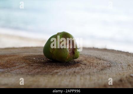 A closeup of a small young coconut, still in its green shell. The fruit is lying on a huge brown cut tree stump. In the background, a sandy beach. Stock Photo