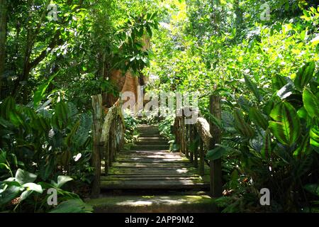 A bamboo and wooden path through the jungle of the hidden valley (Philippines). Palm trees grow thick here. It's a green and sunny summer day. Stock Photo