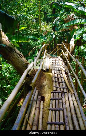 A narrow bamboo path through the jungle of the hidden valley (Philippines). Palm trees grow thick here. It's a green and sunny summer day. Stock Photo