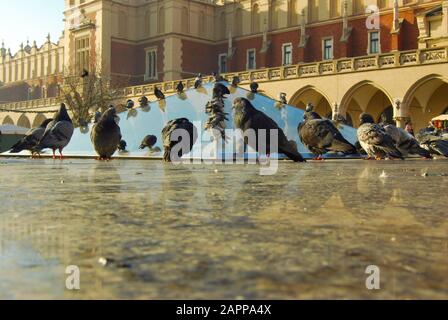 Pigeons sitting on a glass dome in the main market square of Cracow  (Krakow, Poland) near the Cloth Hall (Sukiennice). Clear, bright autumn day. Stock Photo