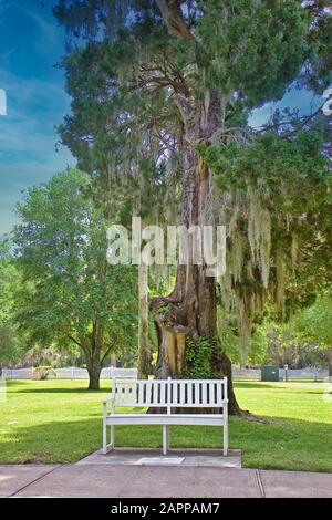 White Bench Under Southern Oak Tree Stock Photo