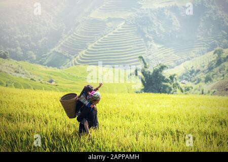 Mother and Daughter Hmong, working at Vietnam Rice fields on terraced in rainy season at Mu cang chai, Vietnam. Rice fields prepare for transplant at Stock Photo