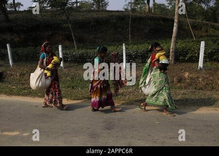 January 24, 2020, Sreemangal, Bangladesh: Tea garden workers go back home after work at a tea garden on the outskirts of Sreemangal, Moulvibazar district. (Credit Image: © MD Mehedi Hasan/ZUMA Wire) Stock Photo