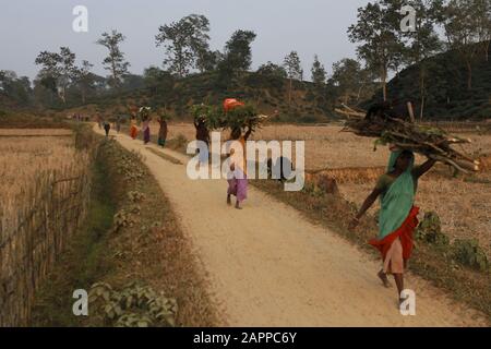 January 24, 2020, Sreemangal, Bangladesh: Rural women carry firewood on their heads during the sunset on the outskirts of Shreemangal, Moulvibazar district. (Credit Image: © MD Mehedi Hasan/ZUMA Wire) Stock Photo