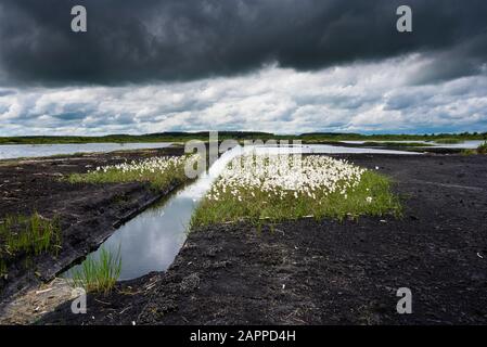 A large clump of bog cotton (Eriophorum angustifolium) growing in a disused, flooded industrial Bord na Mona bog near Ferbane, County Offaly, Ireland Stock Photo