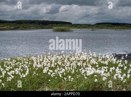 A large clump of bog cotton (Eriophorum angustifolium) growing in a disused, flooded industrial Bord na Mona bog near Ferbane, County Offaly, Ireland Stock Photo