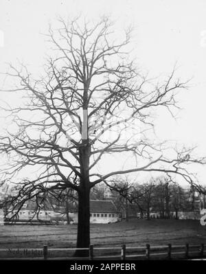 deciduous wood, trees, forests, avenues, botanical, oak Date: undated Keywords: trees, forests, botanical, avenues, deciduous wood Personal name: oak Stock Photo