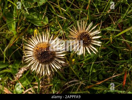 Carline thistle (Carlina vulgaris) growing wild on calcareous grassland in the karst country of the Burren at Parknabinna, County Clare, Ireland Stock Photo