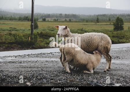 Sheep being fed with green landscape in the background Stock Photo