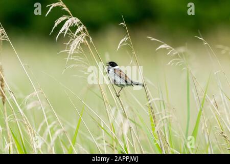 Male Reed bunting (Scientific name: Emberiza schoeniclus) perched on a grass stem and singing with beak open in natural reed bed habitat.  Facing left